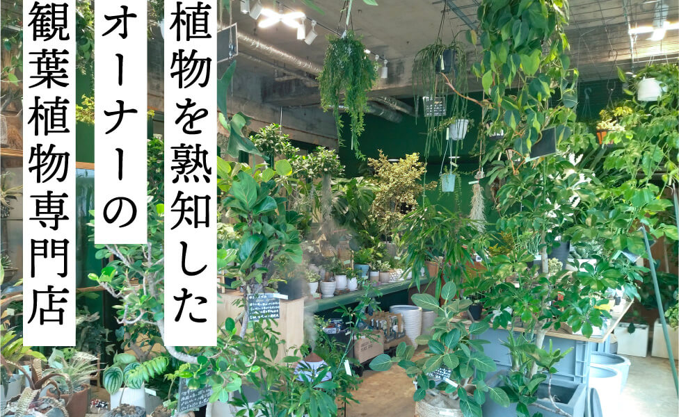 植物を熟知したオーナーの観葉植物専門店